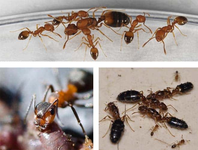 Домашние муравьи являются врагами домашних клопов