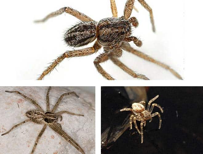 Домашний или домовой паук враг постельных клопов