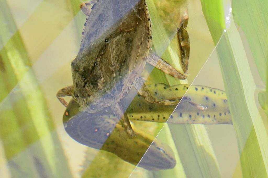 Гигантский водяной клоп Белостома опасность для человека описание и фото питание