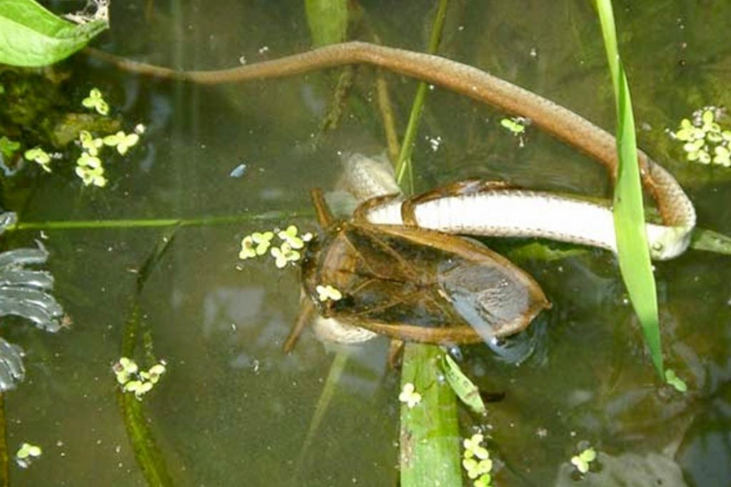 Гигантский водяной клоп Белостома опасность для человека описание и фото нападение на змею