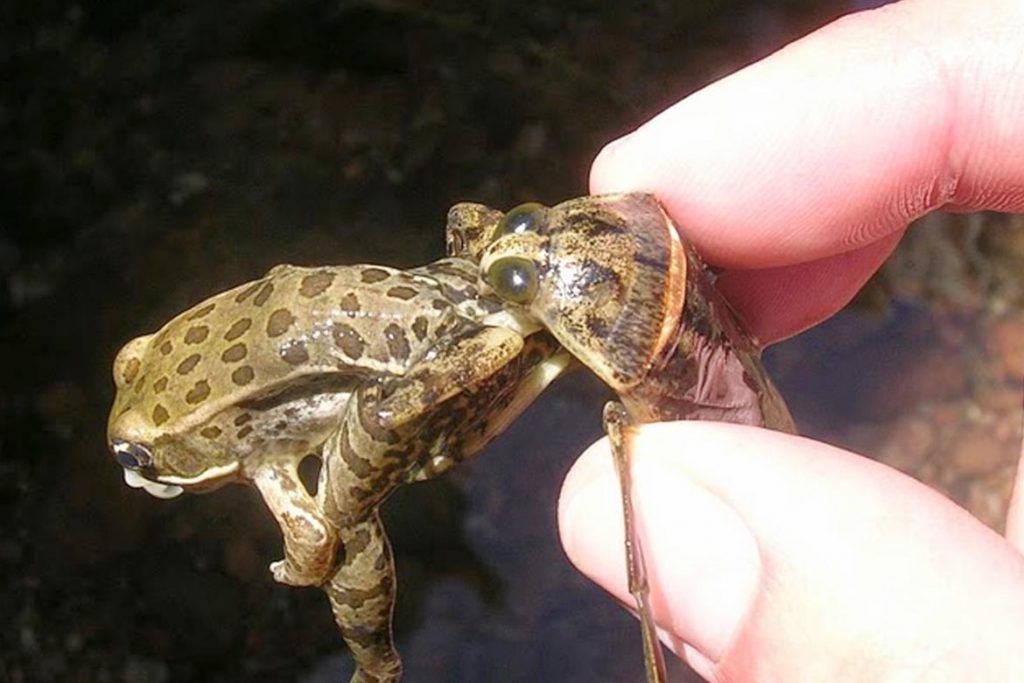 Гигантский водяной клоп Белостома опасность для человека описание и фото лягушка жертва