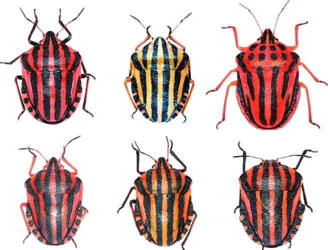 Итальянский клоп всё о насекомом описание фото методы выведения различают несколько разновидностей в зависимости от географии обитания