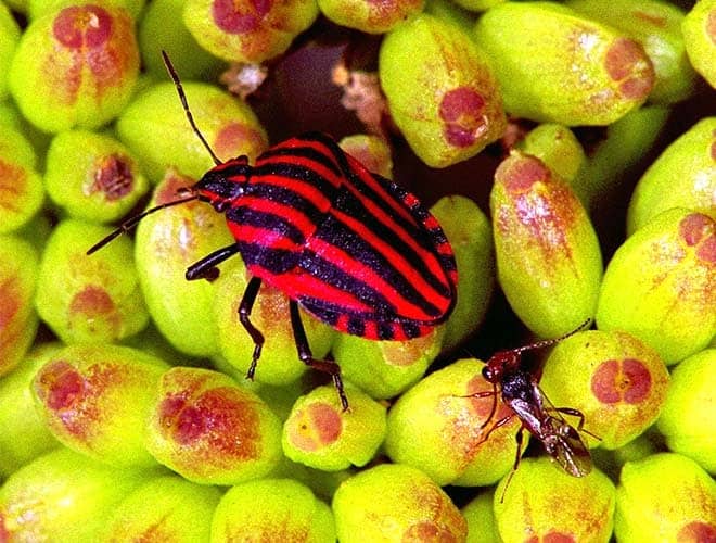 Итальянский клоп всё о насекомом описание фото методы выведения довольно крупный размер