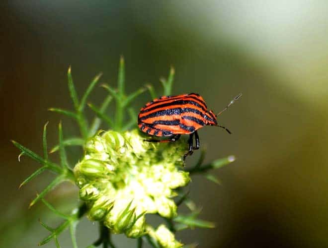 Итальянский клоп всё о насекомом описание фото методы выведения очень красивое насекомое