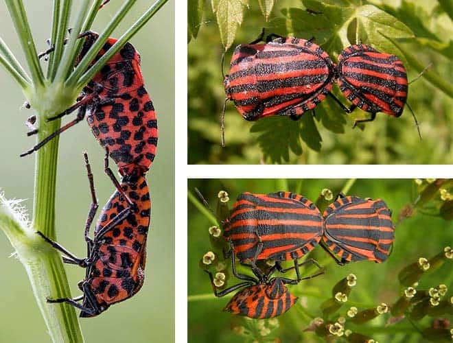 Итальянский клоп всё о насекомом описание фото методы выведения процесс спаривания