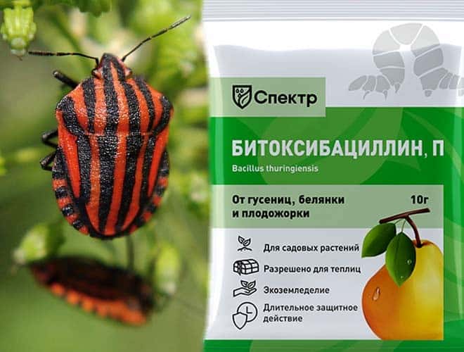 Итальянский клоп всё о насекомом описание фото методы выведения химическими препаратами
