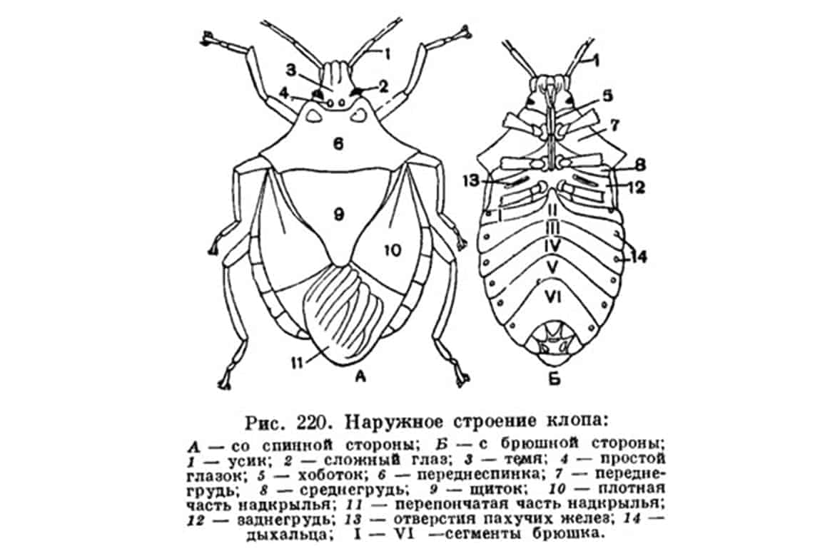 Личинка клопа рисунок