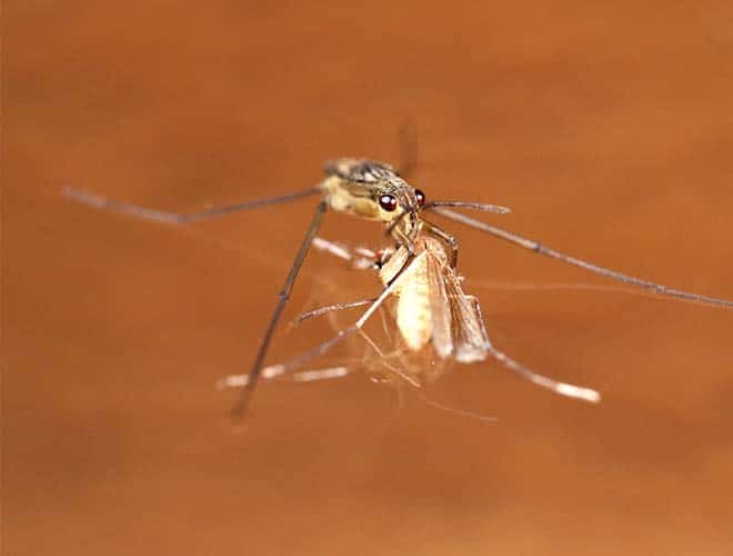 Насекомое водомерка охотится на комаров