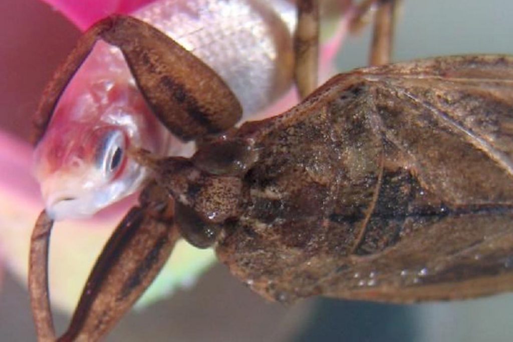 Водяные клопы виды среда обитания и опасность для человека водяной скорпион