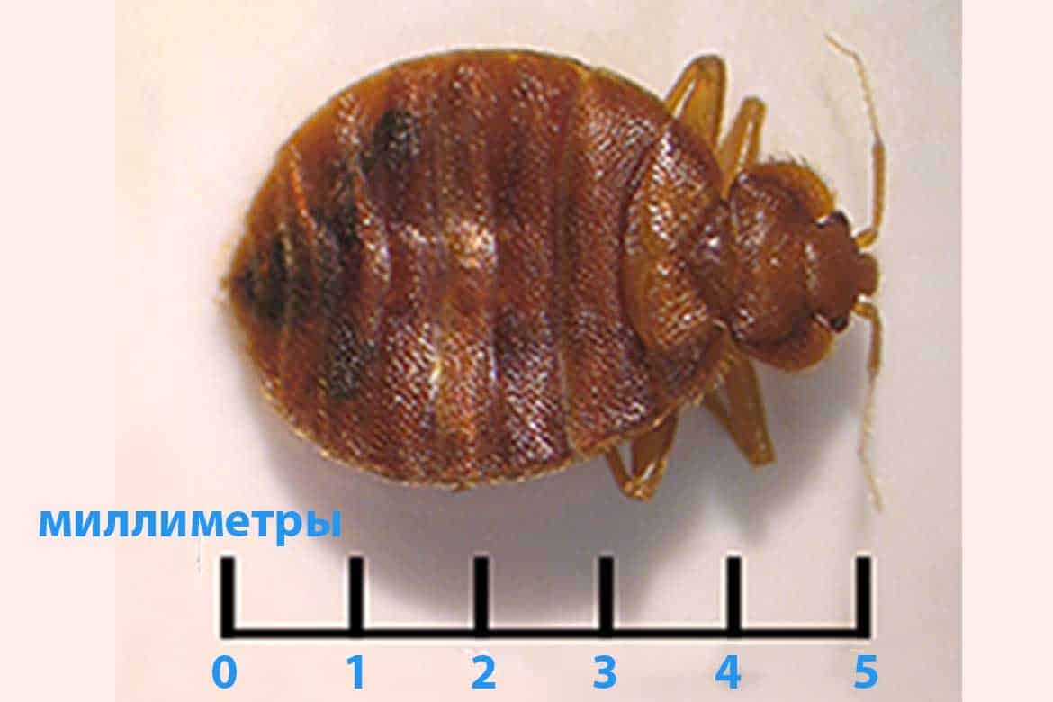 Какого размера постельный клоп. Постельный клоп Cimex lectularius (личинки, нимфы). Постельный клоп Cimex lectularius строение. Клопы размер постельного клопа. Личинка постельного клопа строение.