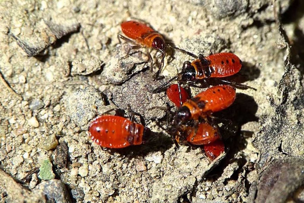 Клоп солдатик фото жука описание способы избавления личинки