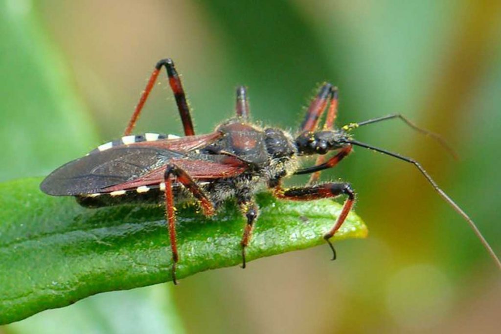Садовые клопы подробно о вредных и полезных насекомых с фото и как от них избавиться кольчатый хищнец