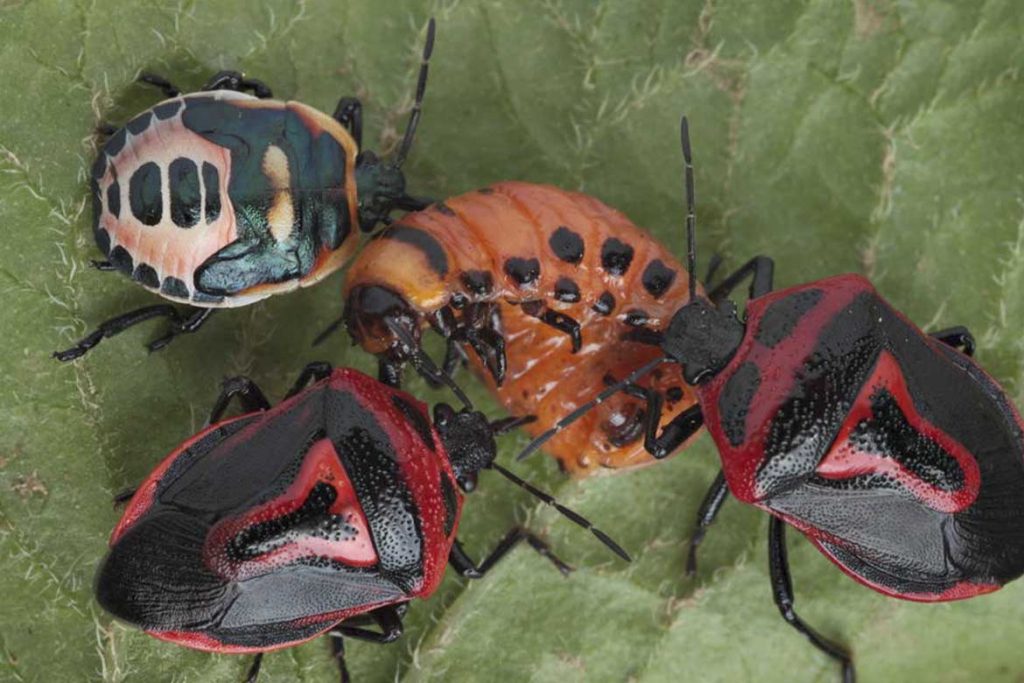 Садовые клопы подробно о вредных и полезных насекомых с фото и как от них избавиться Периллюс двухвековой