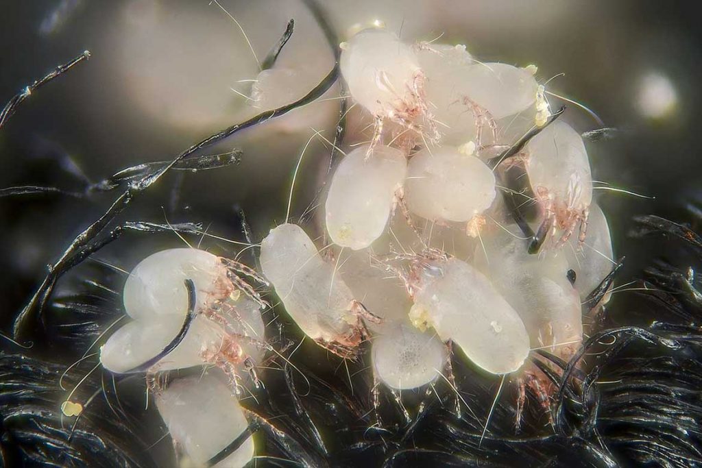 10 фото клещей белого цвета пылевой клещ колония