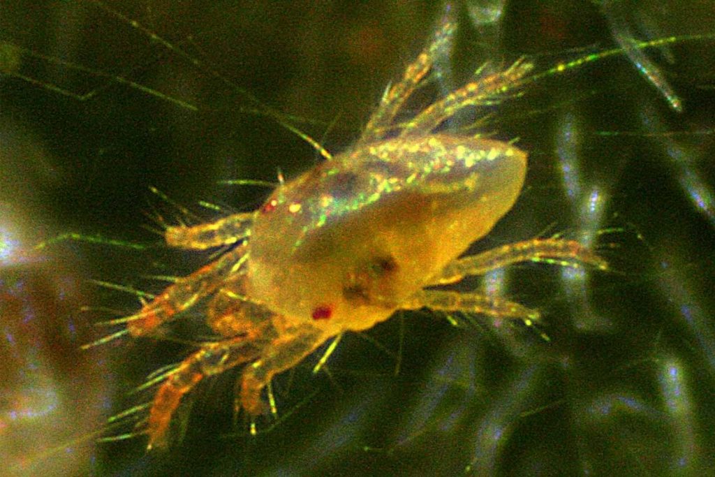 10 фото клещей белого цвета паутинный клещ под микроскопом