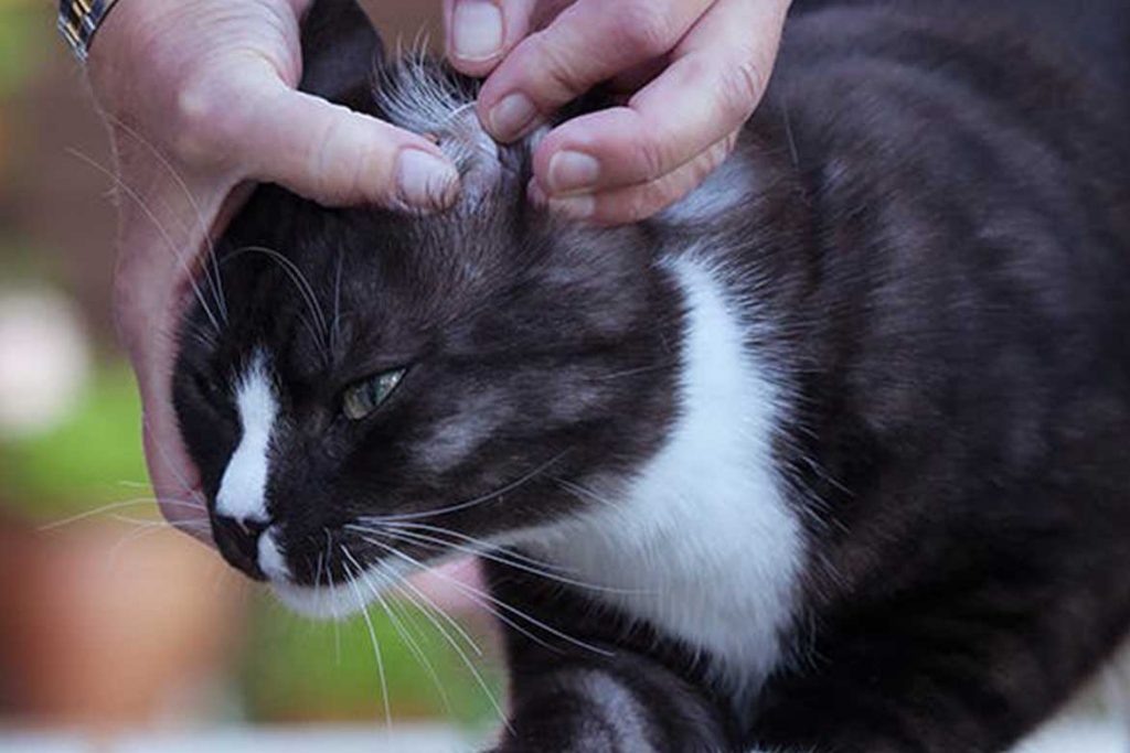 10 лучших способов как вытащить клеща у кошки в домашних условиях – советы ветеринара зафиксировать