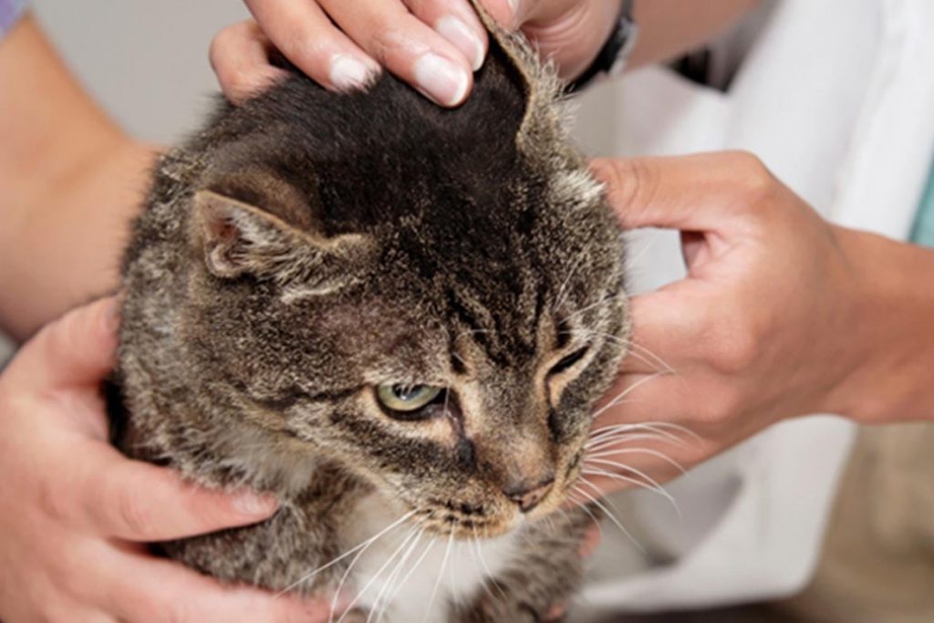 10 лучших способов как вытащить клеща у кошки в домашних условиях – советы ветеринара не мучайте
