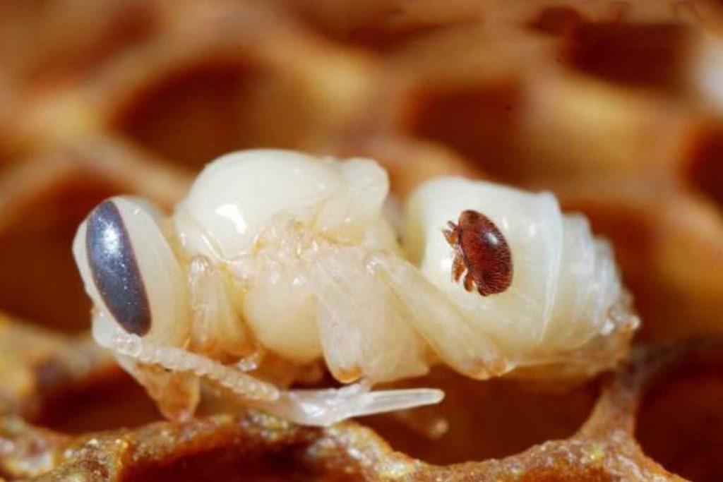 4 способа как лечить пчел от клеща Варроа самка на личинке