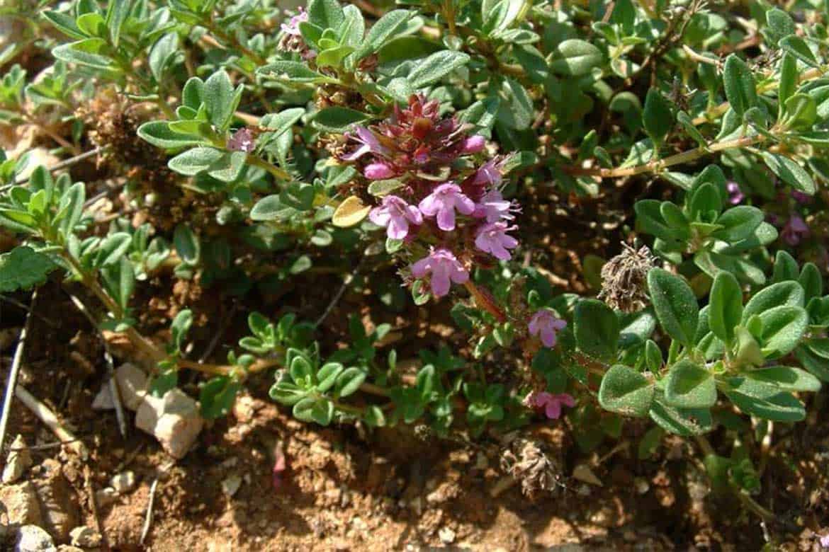 Посадка чабреца в открытый грунт. Тимьян ползучий (Thymus serpyllum). Чабрец Зоммертайм. "Чабрец Байкальский". Тимьян Средиземноморский.