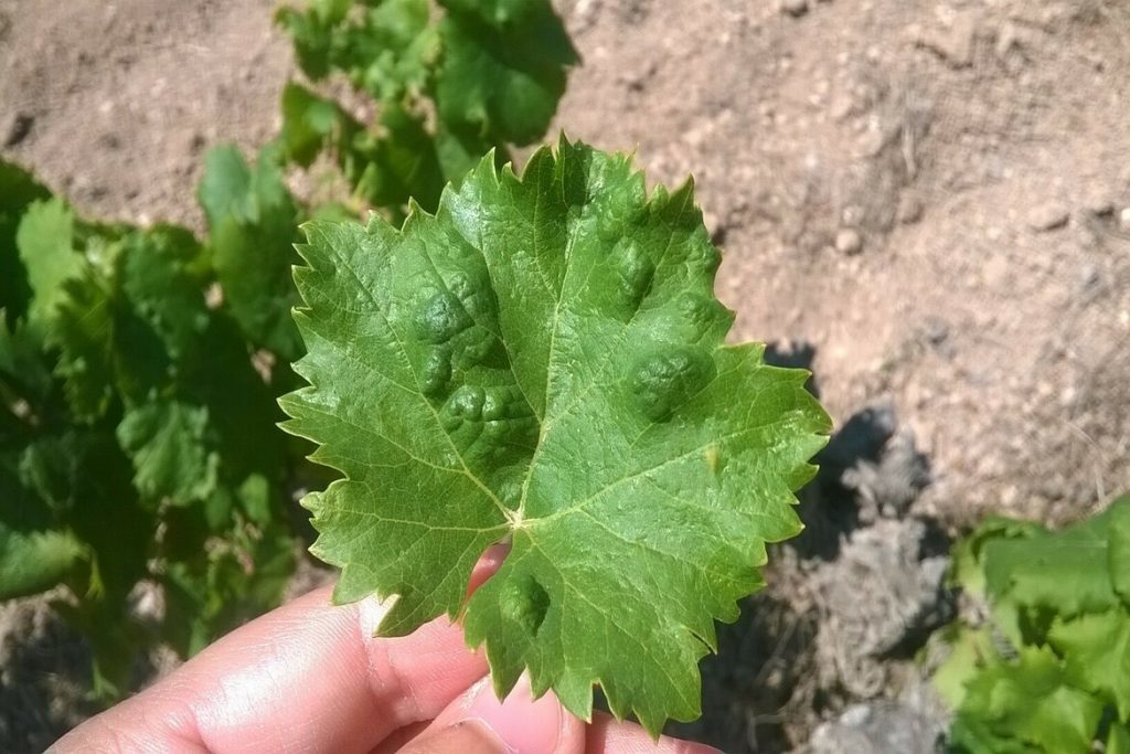 5 видов виноградного клеща (зудень) – методы борьбы, препараты, отзывы агрономов и садоводов паразитирование