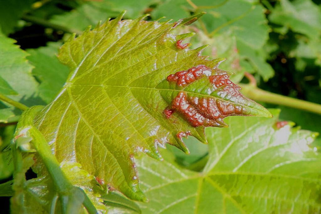 5 видов виноградного клеща (зудень) – методы борьбы, препараты, отзывы агрономов и садоводов красный плодовый