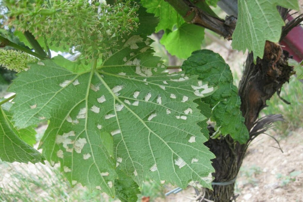 5 видов виноградного клеща (зудень) – методы борьбы, препараты, отзывы агрономов и садоводов