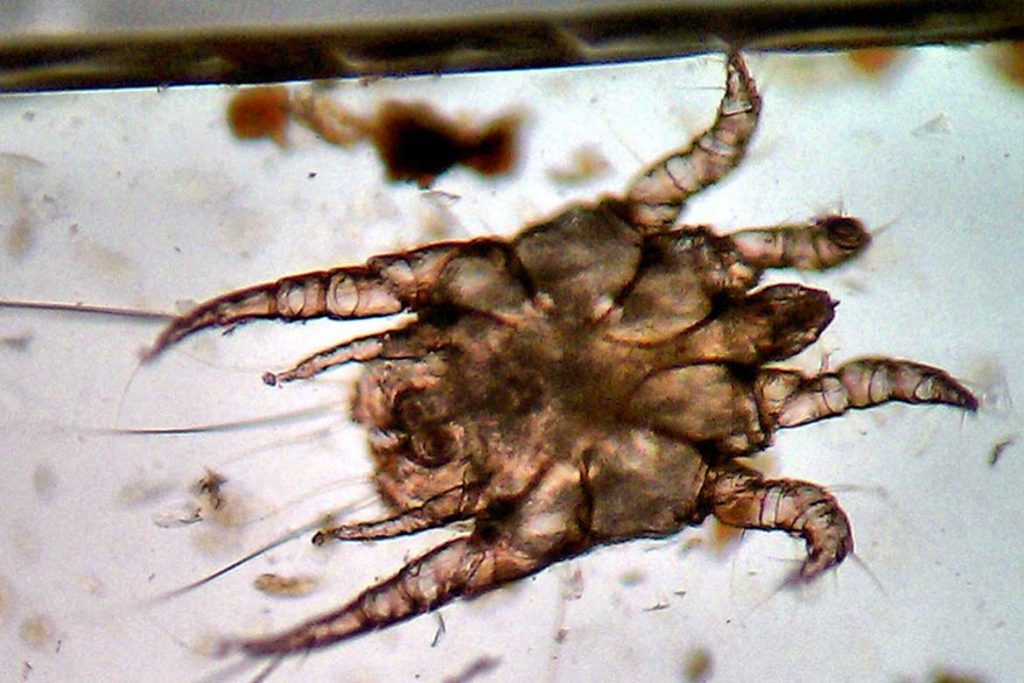 7 видов клещей паразитирующих на животных описание фото как от них избавиться Отодектоидные клещи