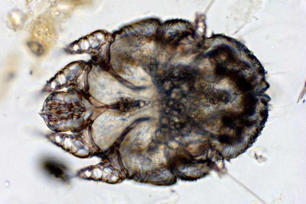 7 видов клещей паразитирующих на животных описание фото как от них избавиться Саркоптоидный клещ