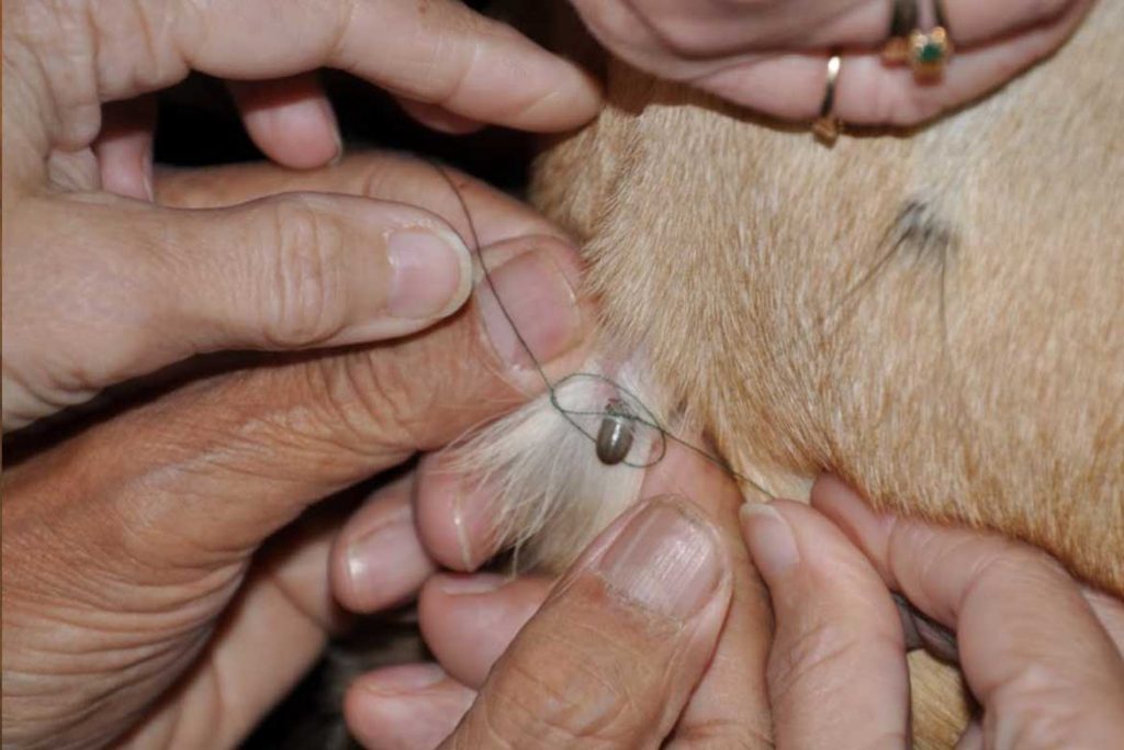 8 лучших способов как вытащить клеща из собаки не причинив вреда любимому питомцу с помощью нити