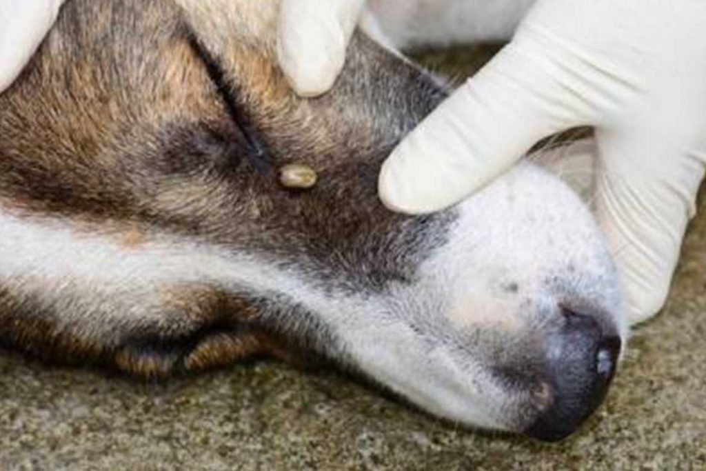 8 лучших способов как вытащить клеща из собаки не причинив вреда любимому питомцу над глазом