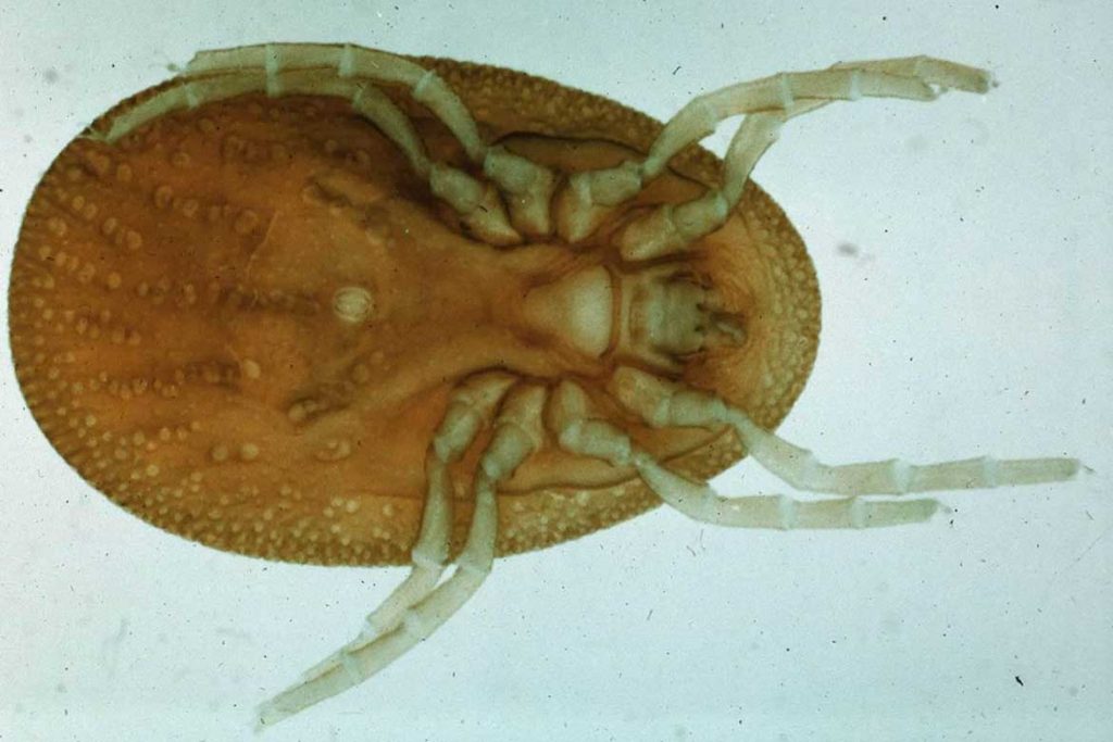 Аргасовые клещи (Argasidae) – 10 фото как выглядят укусы опасность для человека вред животноводству и как избавиться раз и навсегда нет усиков