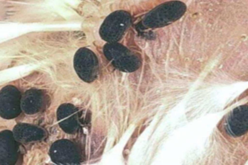Аргасовые клещи (Argasidae) – 10 фото как выглядят укусы опасность для человека вред животноводству и как избавиться раз и навсегда яйца