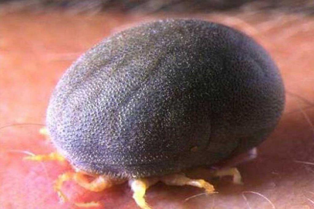 Аргасовые клещи (Argasidae) – 10 фото как выглядят укусы опасность для человека вред животноводству и как избавиться раз и навсегда поселковый
