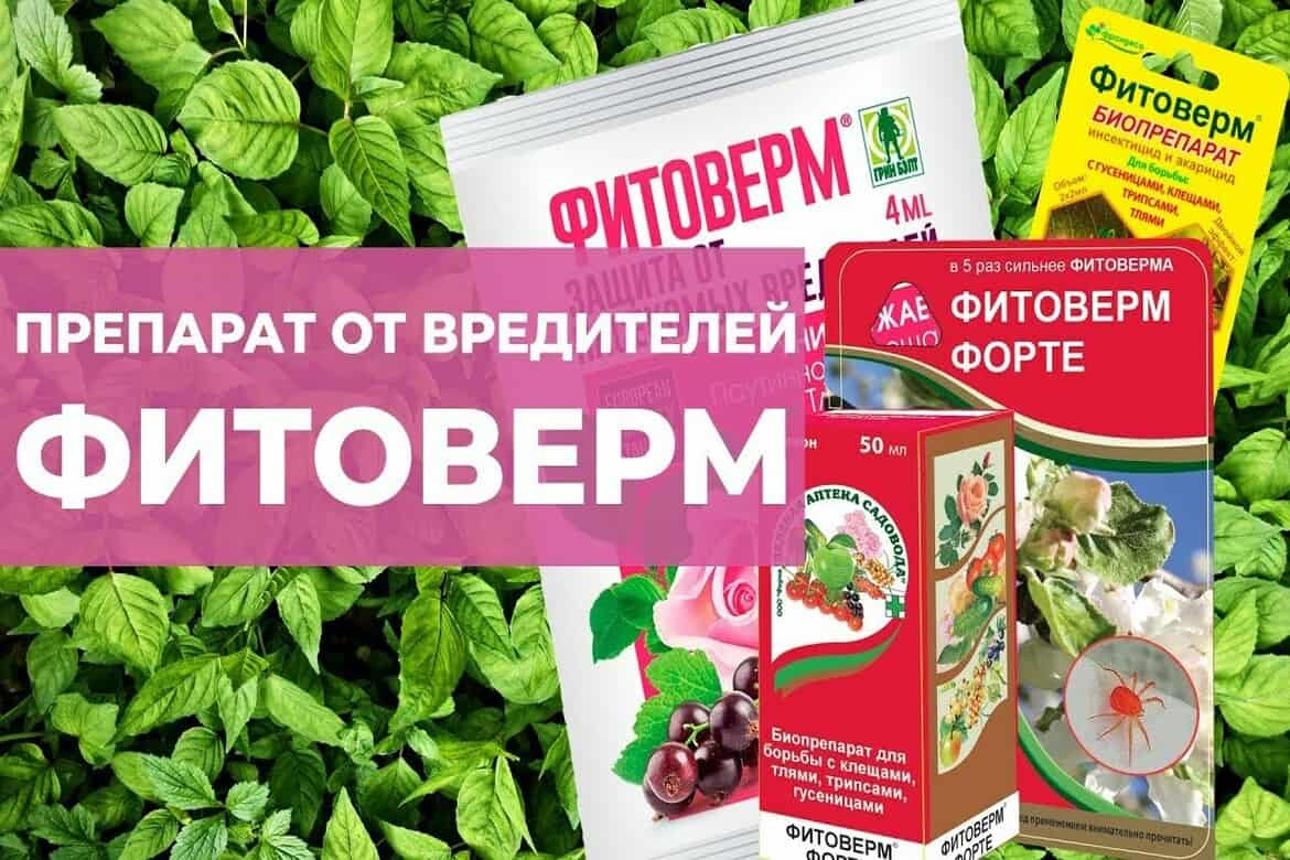 Помогает ли фитоверм от белокрылки. Фитоверм 2*2 мл. Фитоверм от вредителей. Фитоверм форте 50 мл. Фитоверм August.