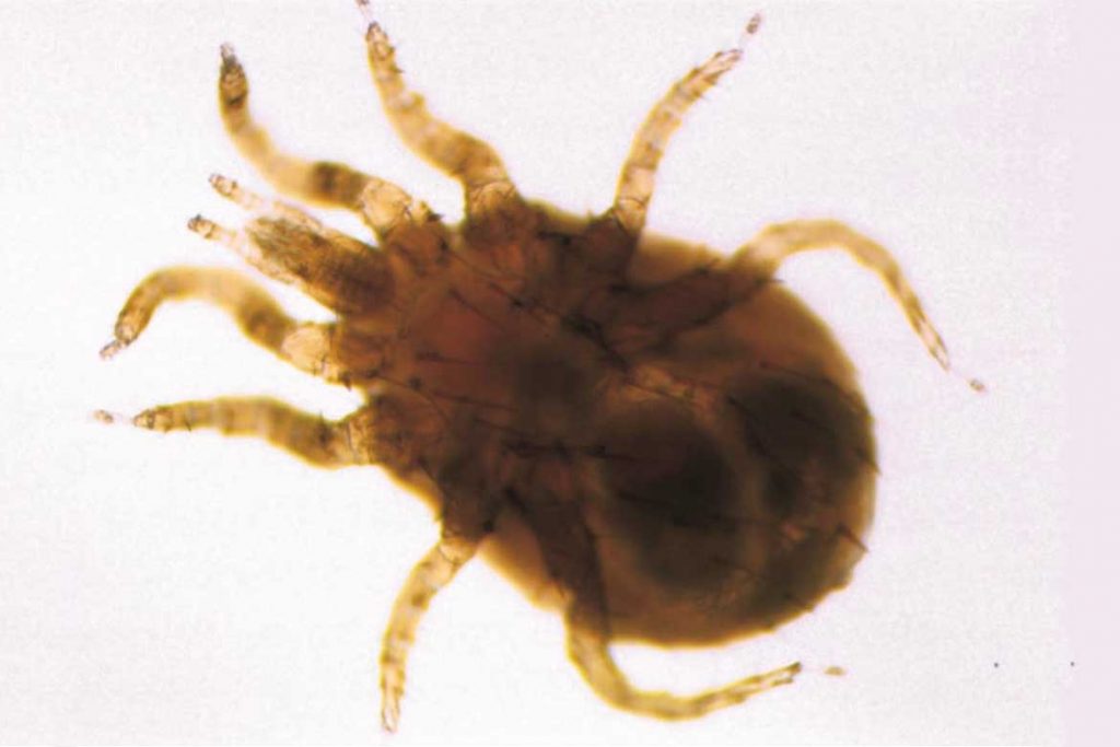 Гамазовые клещи (Gamasina) – чужой паразит несёт опасность для человека Мышиный клещ (Liponyssoides sanguineus)
