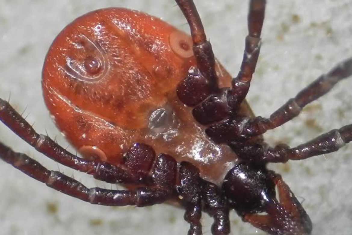 Under disease. Клещ Ixodes persulcatus. Таежный клещ, Ixodes persulcatus. Иксодового (лесного) клеща. Клещи Иксодес персулькатус.