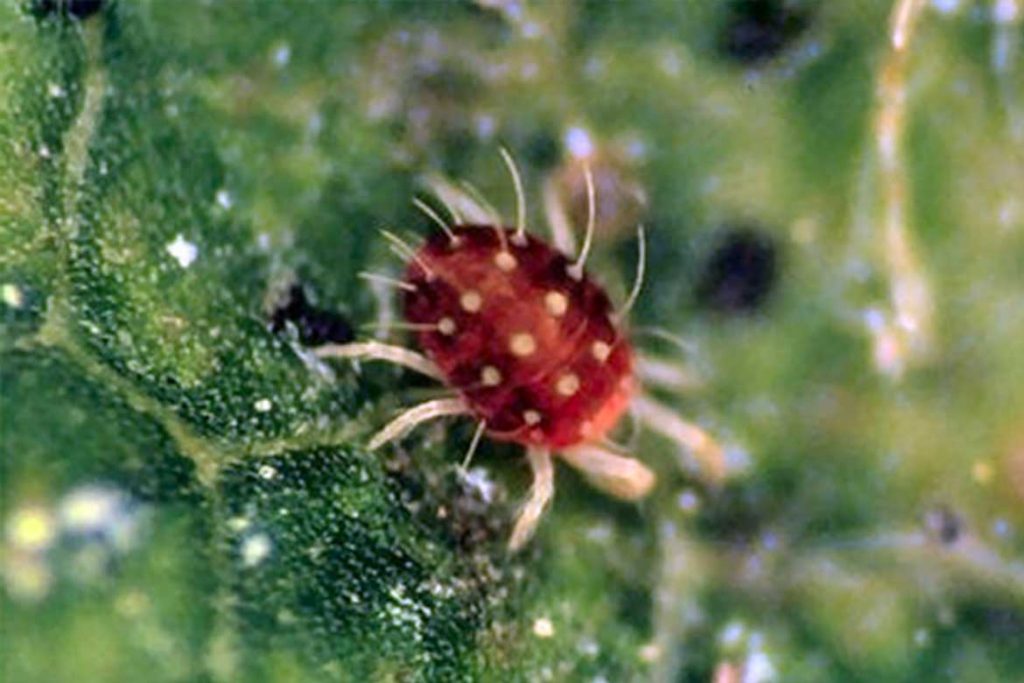 Клещи красного цвета фото описание где обитают и причиняют ли вред Методы борьбы с насекомыми Paratetranychus ulmi