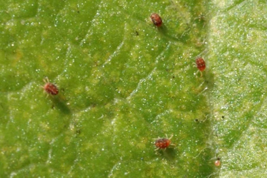 Клещи красного цвета фото описание где обитают и причиняют ли вред Методы борьбы с насекомыми Metatetranychus ulmi