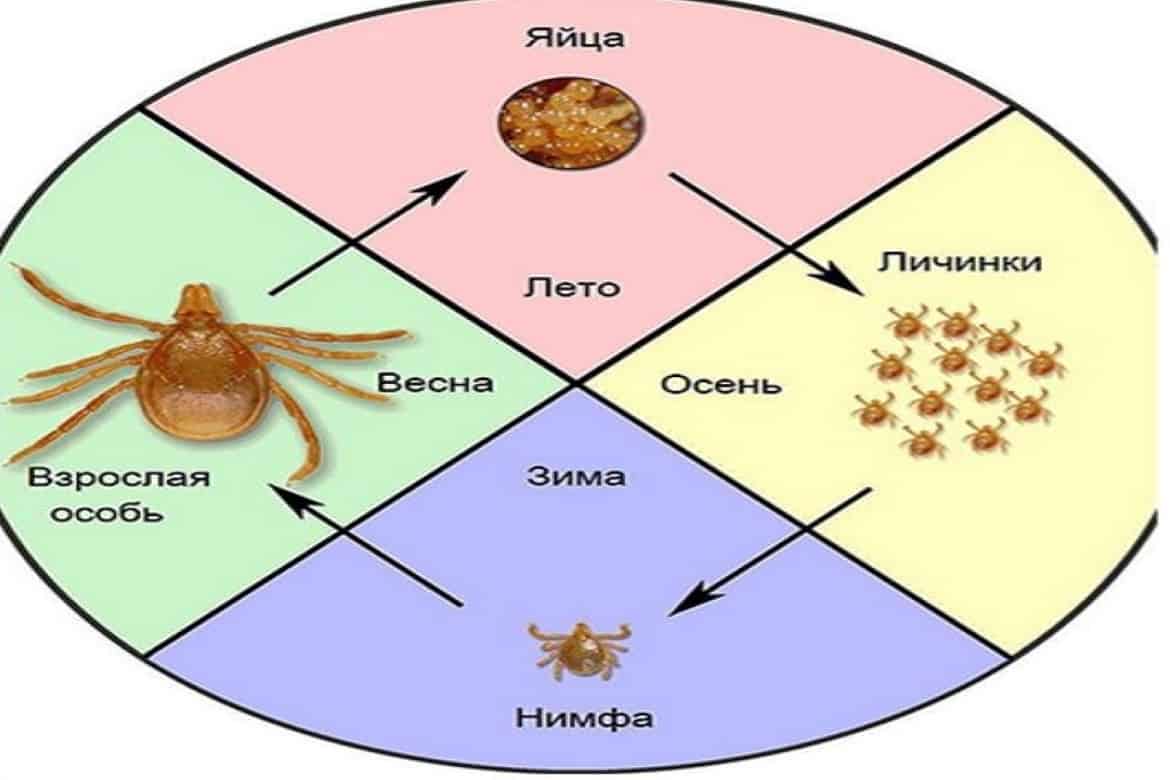 Клещи в пищевой цепочке. Клещ в пищевой цепочке. Пищевая цепочка клещей. Клещи в пищевой цепи. Цепь питания клещ.