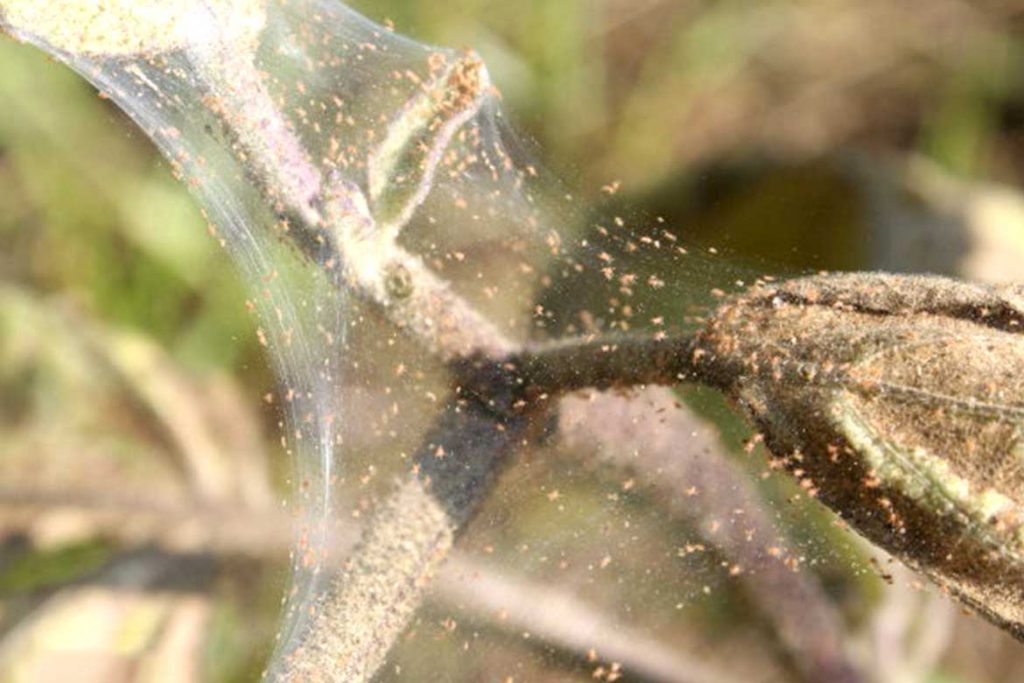 Паутинный клещ – как выглядит виды как распознать его на растениях и как от него избавиться раз и навсегда эффективные методы борьбы на рестенях