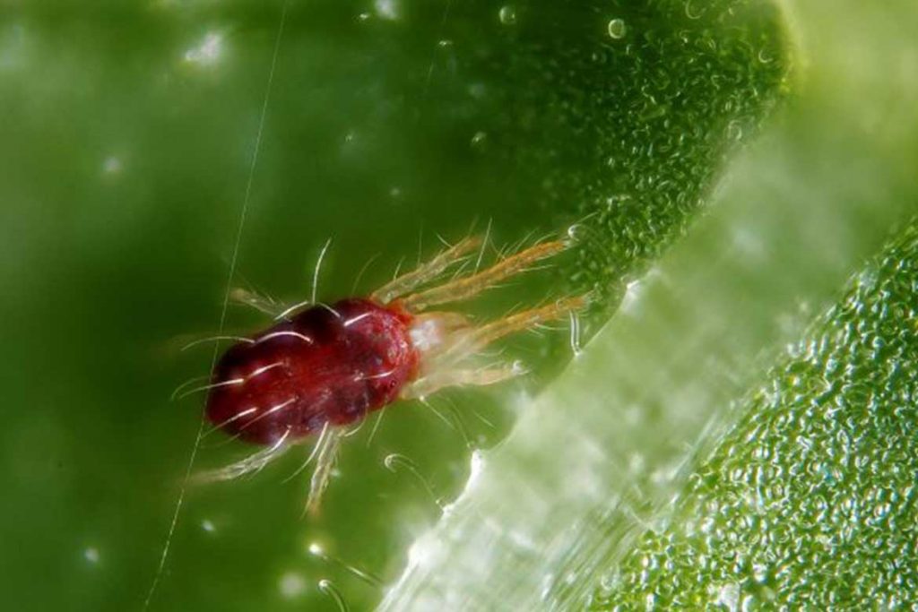 Паутинный клещ – как выглядит виды как распознать его на растениях и как от него избавиться раз и навсегда эффективные методы борьбы Tetranychusurticae