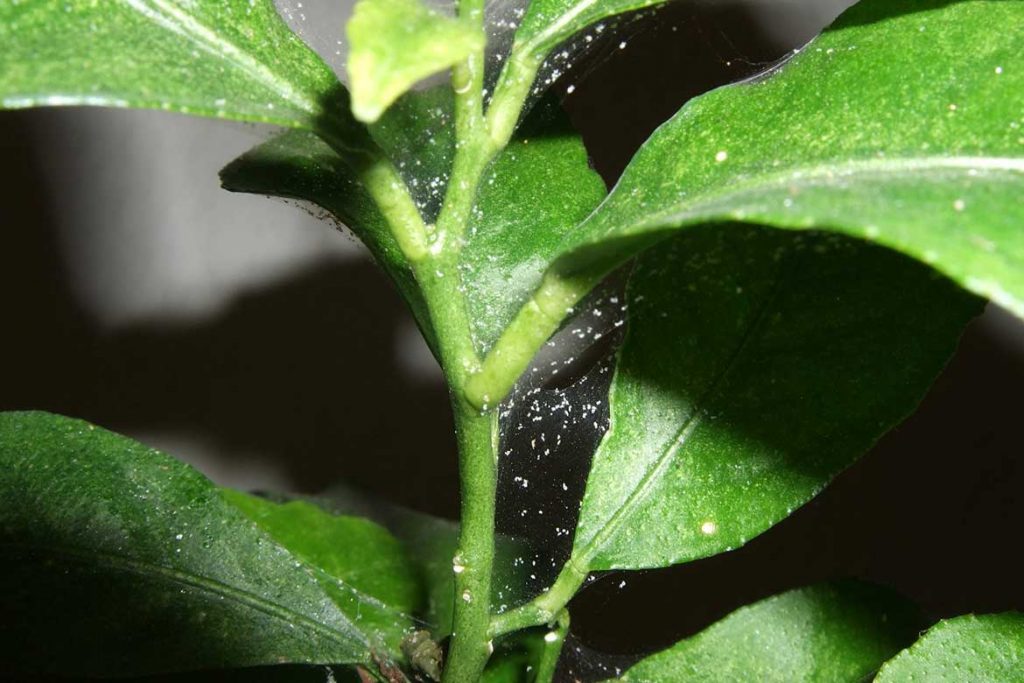 Паутинный клещ – как выглядит виды как распознать его на растениях и как от него избавиться раз и навсегда эффективные методы борьбы на комнатных растениях