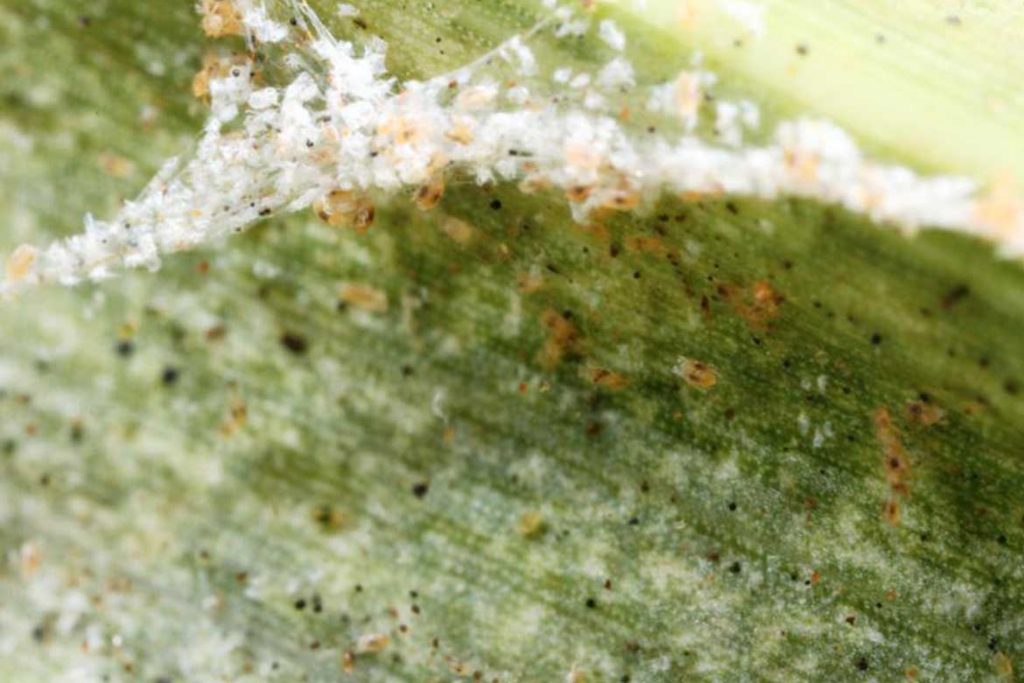 Паутинный клещ – как выглядит виды как распознать его на растениях и как от него избавиться раз и навсегда эффективные методы борьбы листья сои