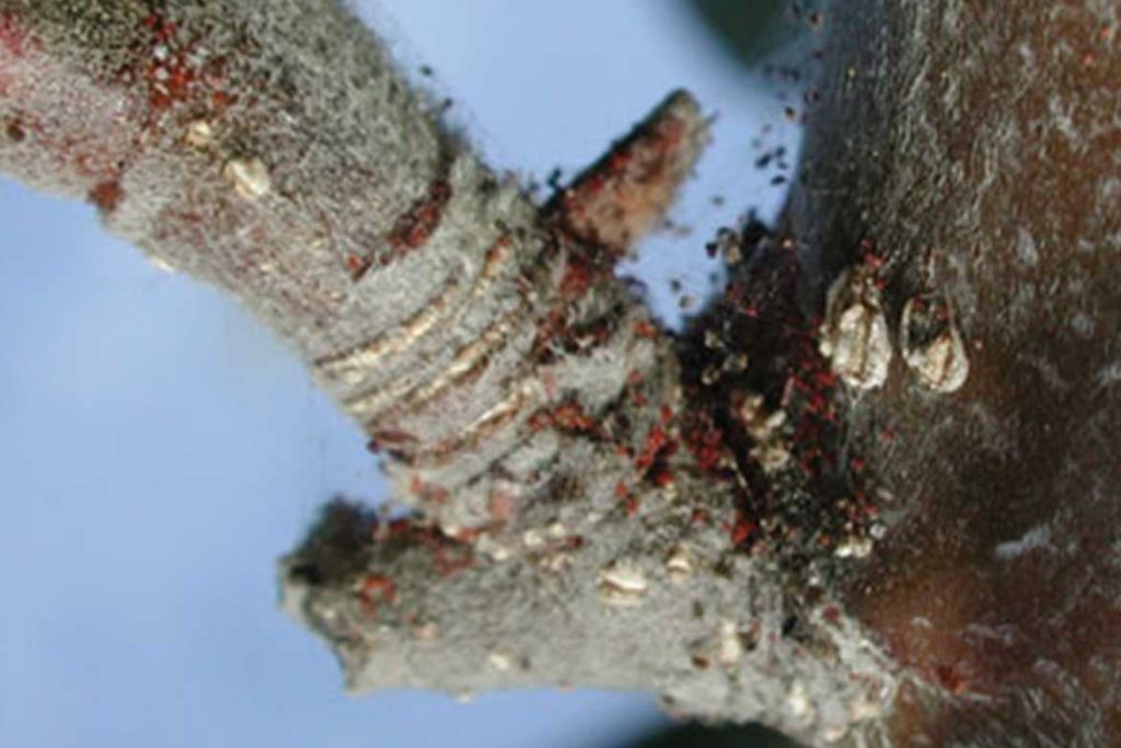 Паутинный клещ – как выглядит виды как распознать его на растениях и как от него избавиться раз и навсегда эффективные методы борьбы на яблоне