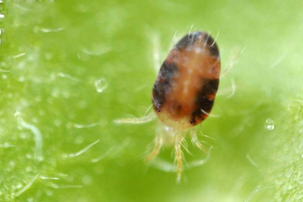 Паутинный клещ – как выглядит виды как распознать его на растениях и как от него избавиться раз и навсегда эффективные методы борьбы высыхание