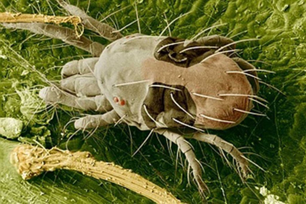 Паутинный клещ – как выглядит виды как распознать его на растениях и как от него избавиться раз и навсегда эффективные методы борьбы всеяден