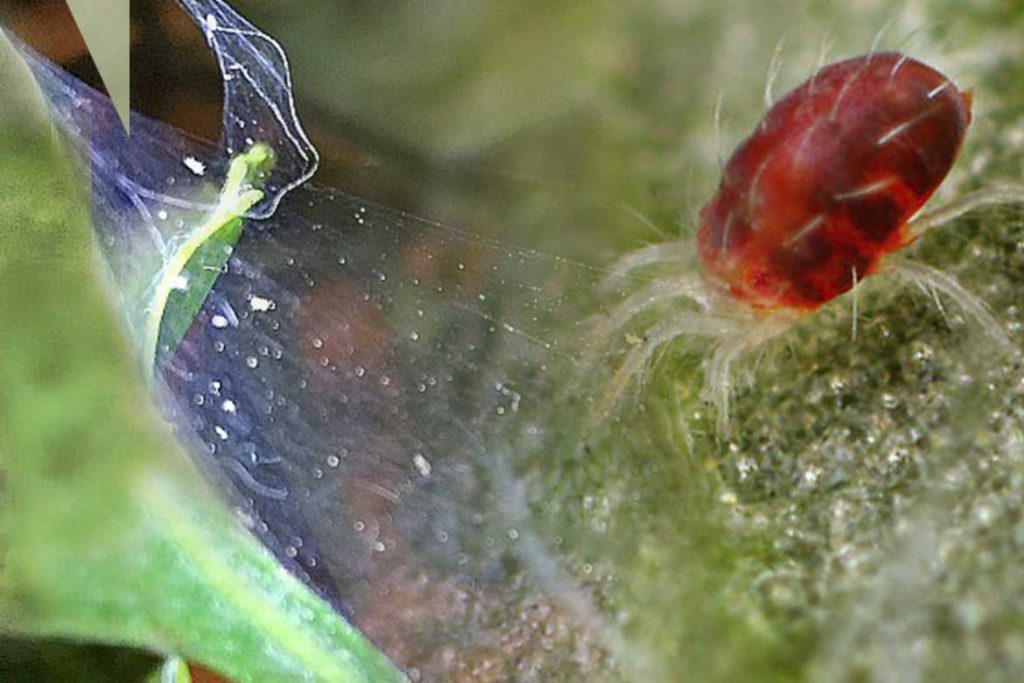 Паутинный клещ – как выглядит виды как распознать его на растениях и как от него избавиться раз и навсегда эффективные методы борьбы переползать