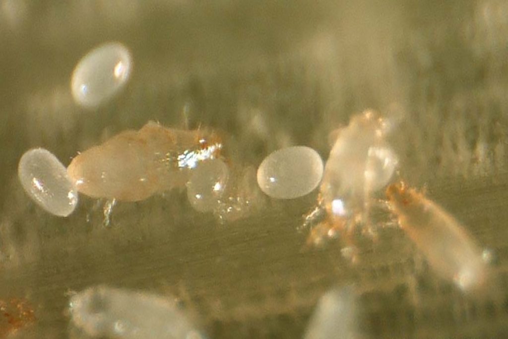Цикламеновый клещ (Tarsonemus pallidus) - описание, размножение, методы борьбы профилактика