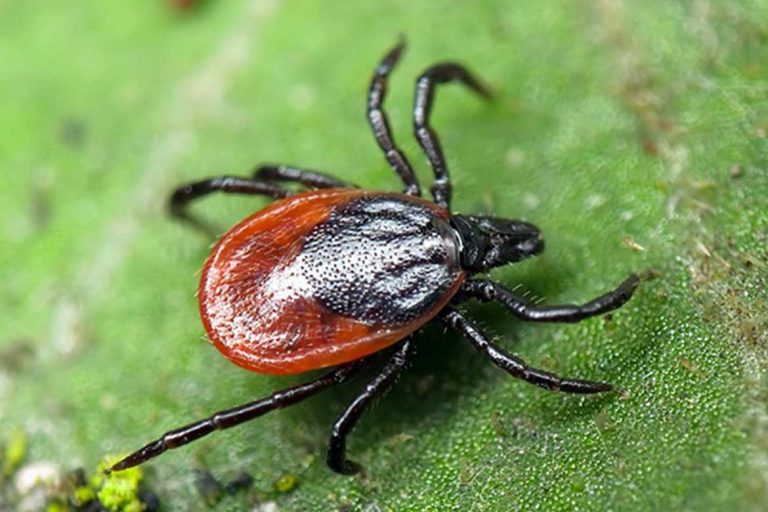 Фото клещ ixodes