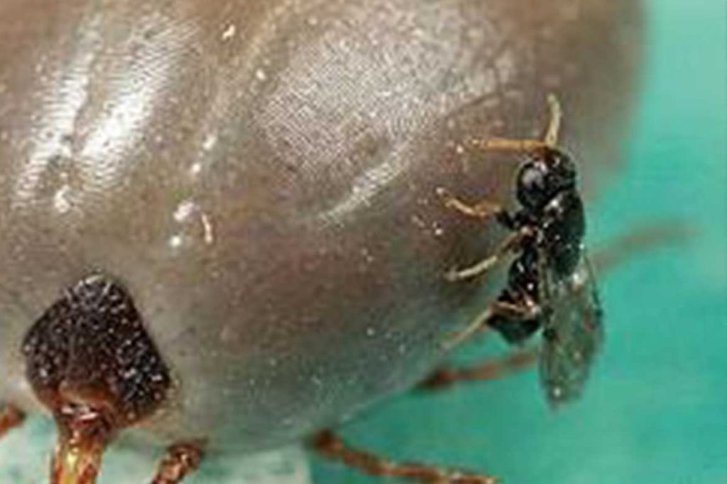 Таёжный клещ Ixodes persulcatus – 10 фото описание жизненный цикл главный враг человека на природе как защититься и первая помощь при укусе Ixodiphagus hookeri